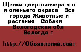 Щенки цвергпинчера ч/п и оленьего окраса - Все города Животные и растения » Собаки   . Вологодская обл.,Вологда г.